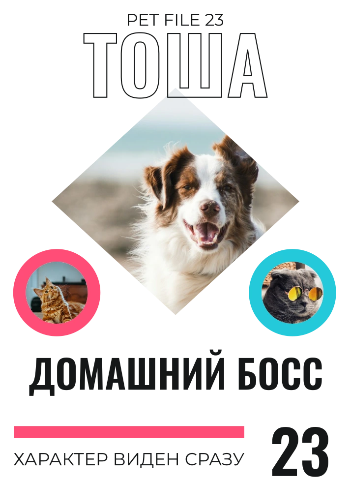 Домашний босс — шаблон для футболки